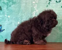 Buckeye, a female Shichon for sale in Lexington, KY – 4 of 4