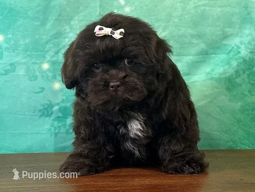 Brownies – Shichon puppy for sale in Lexington, KY