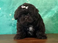 Brownies, a female Shichon for sale in Lexington, KY – 1 of 4