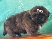 Miley, a female Shih Tzu for sale in Cincinnati, OH – Photo 3 of 3