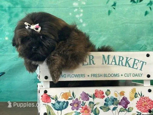 Miley – Shih Tzu puppy for sale in Cincinnati, OH