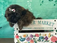 Miley, a female Shih Tzu for sale in Cincinnati, OH – Photo 1 of 3