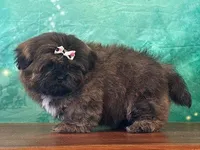 Miley, a female Shih Tzu for sale in Cincinnati, OH – Photo 2 of 3
