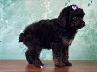 Ariel, a female Poodle - Miniature  for sale in Lexington, KY – 2 of 3