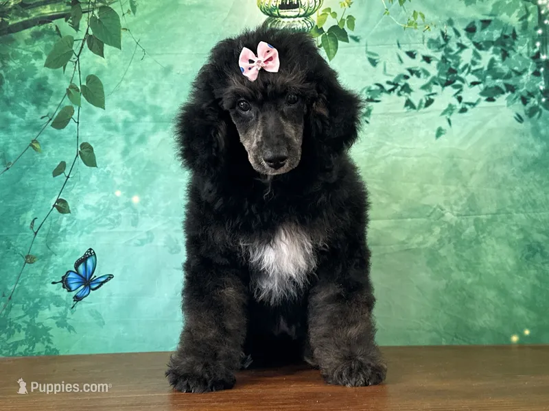 Minnie – Poodle - Miniature  puppy for sale in Lexington, KY