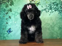 Minnie, a female Poodle - Miniature  for sale in Cincinnati, OH – 1 of 9
