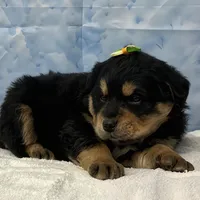 Remy, a female Golden Mountain Dog for sale in Cincinnati, OH – Photo 3 of 3