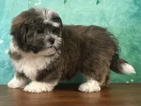 Waffles, a male Shichon for sale in Lexington, KY – 2 of 3