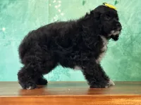 Cindy, a female Cockapoo for sale in Lexington, KY – 1 of 3