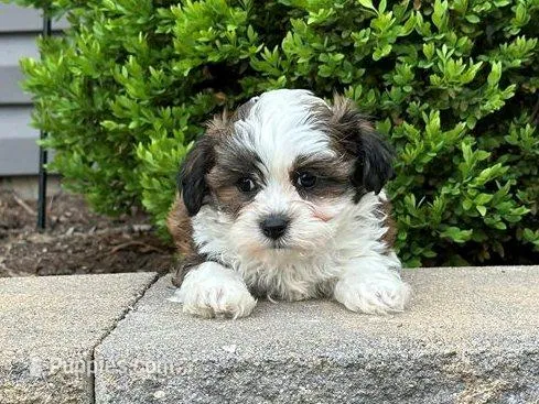 Bentley – Shichon puppy for sale in Newfield, NJ