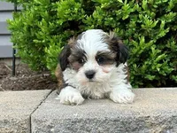 Bentley, a male Shichon for sale in Newfield, NJ – Photo 1 of 3