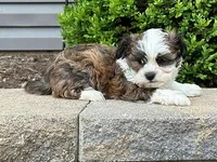 Bentley, a male Shichon for sale in Newfield, NJ – Photo 2 of 3