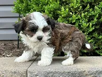 Bentley, a male Shichon for sale in Newfield, NJ – Photo 3 of 3