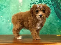 Toffee, a female Cockapoo for sale in Lexington, KY – 2 of 3