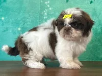 Candy, a female Shichon for sale in Lexington, KY – 4 of 4