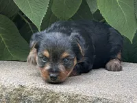 Leo, a male Yorkshire Terrier for sale in Lexington, KY – 2 of 3