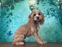 Cassie, a female Cockapoo for sale in Lexington, KY – 2 of 4