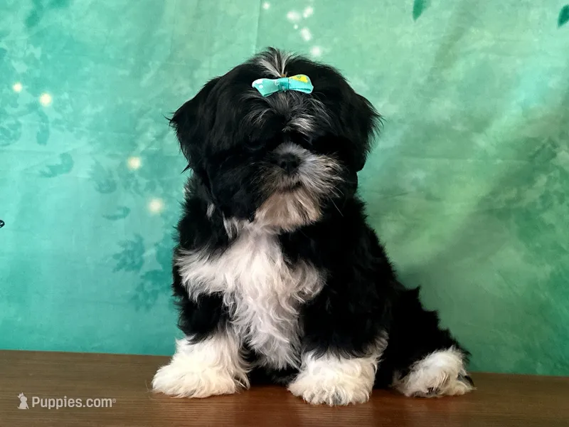 Honey – Shih Tzu puppy for sale in Lexington, KY