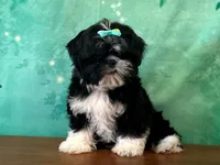 Honey, a female Shih Tzu for sale in Lexington, KY – 1 of 3