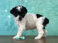 Tiana, a female Poodle - Miniature  for sale in Lexington, KY – 2 of 3