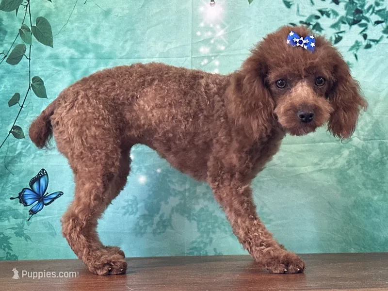 Pixie  – Cockapoo puppy for sale in Lexington, KY