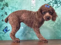 Pixie , a female Cockapoo for sale in Cincinnati, OH – 1 of 6