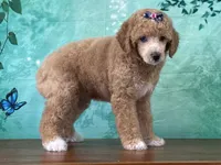 Raya, a female Poodle - Miniature  for sale in Lexington, KY – 2 of 6