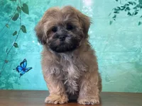 Froggy, a male Shichon for sale in Lexington, KY – 2 of 3