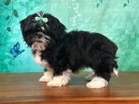 Honey, a female Shih Tzu for sale in Lexington, KY – 3 of 3