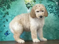 Duchess, a female Goldendoodle for sale in Lexington, KY – 3 of 3