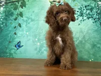 Honey, a female Cockapoo for sale in Lexington, KY – 3 of 5