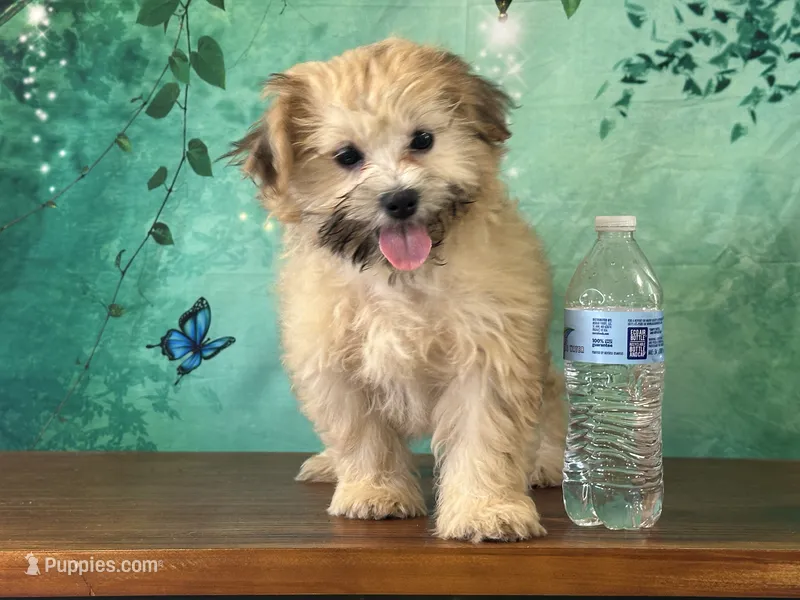 Dolly – Shichon puppy for sale in Lexington, KY