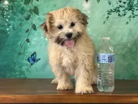 Dolly, a female Shichon for sale in Cincinnati, OH – 1 of 3