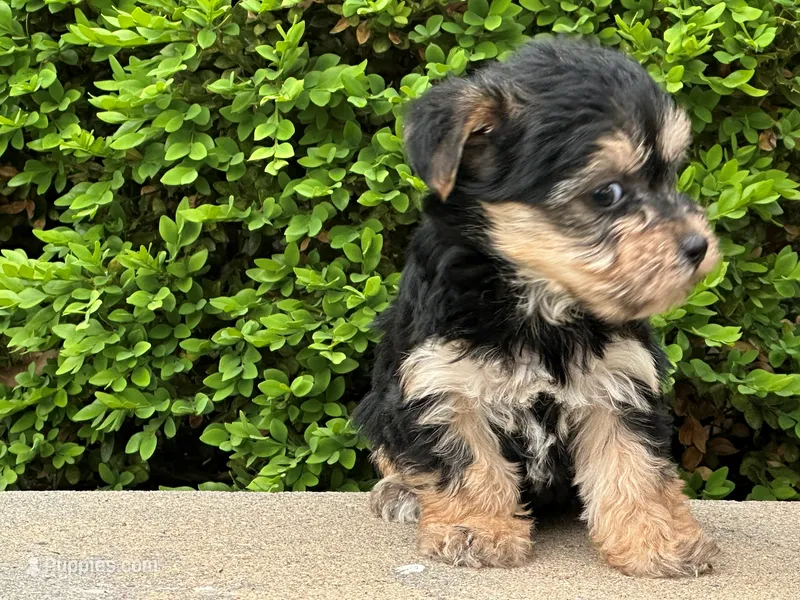 Uno – Bichon Frise, Yorkshire Terrier puppy for sale in Lexington, KY