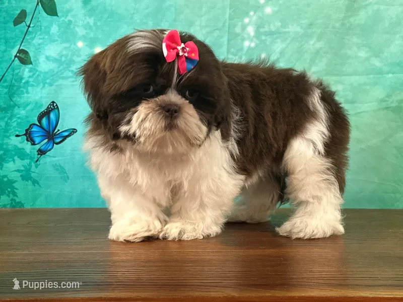 Clover – Shih Tzu puppy for sale in Lexington, KY