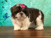 Clover, a female Shih Tzu for sale in Lexington, KY – 1 of 3