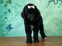 Merida, a female Poodle - Miniature  for sale in Lexington, KY – 3 of 3