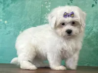 Sugar, a female Shichon for sale in Cincinnati, OH – 2 of 3