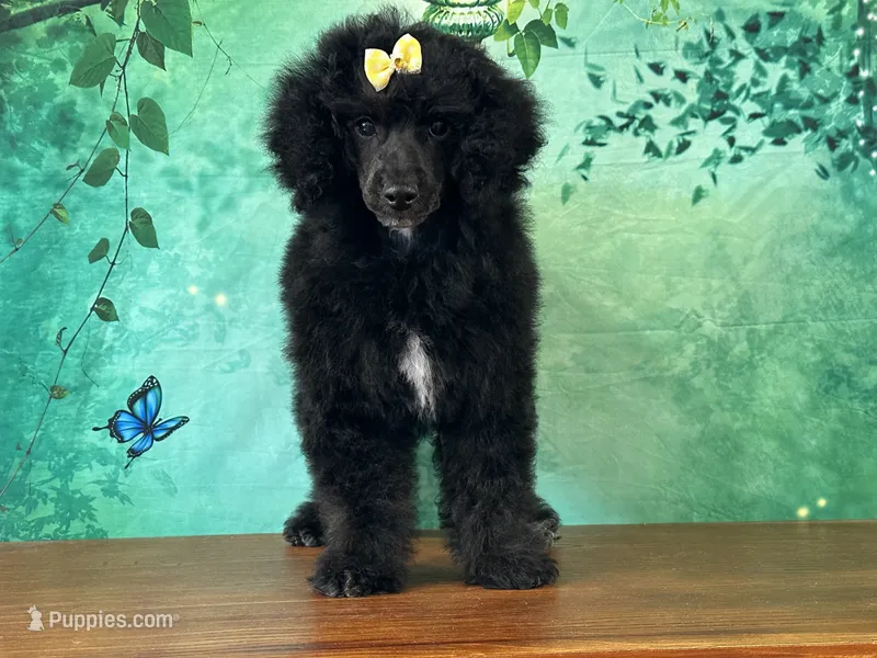 Mulan – Poodle - Miniature  puppy for sale in Lexington, KY