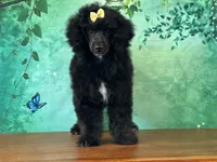 Mulan, a female Poodle - Miniature  for sale in Cincinnati, OH – 1 of 10