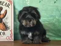 Stormy, a male Bichon Frise and Yorkshire Terrier for sale in Cincinnati, OH – 2 of 3