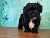 Archie, a male Bichon Frise and Yorkshire Terrier for sale in Lexington, KY – 3 of 3