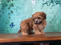 River, a male Shichon for sale in Lexington, KY – 2 of 3