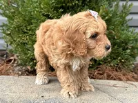 Clover, a female Cockapoo for sale in Owenton, KY – Photo 1 of 3