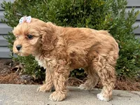 Clover, a female Cockapoo for sale in Owenton, KY – Photo 3 of 3