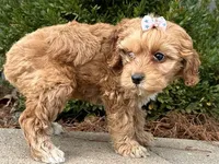 Clover, a female Cockapoo for sale in Owenton, KY – Photo 2 of 3