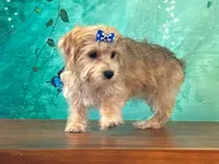 Mocha, a female Bichon Frise and Yorkshire Terrier for sale in Lexington, KY – 2 of 3