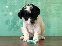 Tiana, a female Poodle - Miniature  for sale in Lexington, KY – 3 of 3