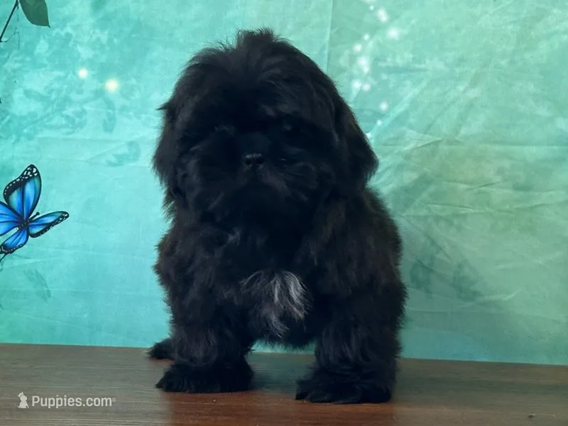 Vader – Shih Tzu puppy for sale in Cincinnati, OH