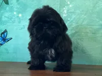 Vader, a male Shih Tzu for sale in Cincinnati, OH – 1 of 3